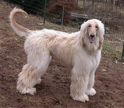 The right side of a tan Afghan Hound that is standing on dirt in front of a fence, it is looking forward and its mouth is open.