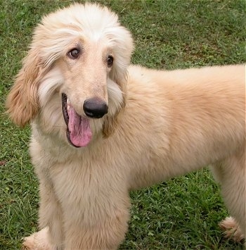 Close up - The front left side of a tan Afghan Hound puppy with its mouth open and it is looking forward.