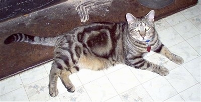 Tiger the American Shorthair Tabby cat is laying on a white tiled floor in front of a brown floor with sawdust on it
