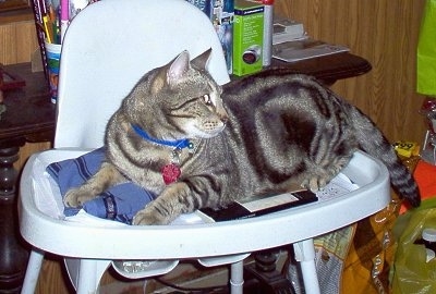 Tiger the American Shorthair Tabby cat laying on an empty highchair and looking to the right