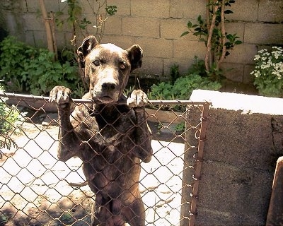A black brindle Cimarron Uruguayo is jumped up against a chain link gate peering over the top. Its ears are docked to be rounded and small.