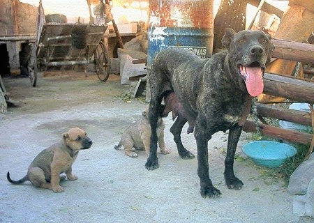 An adult dog with her puppies - A black brindle Cimarron Uruguayo dog is standing in dirt with a puppy sitting across from it. There is another puppy nursing from her.