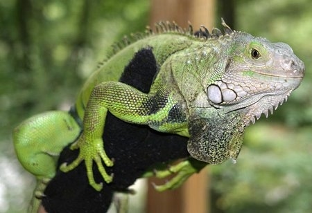 Close up - A green iguana holding on to a person's arm. That person is wearing a black glove.