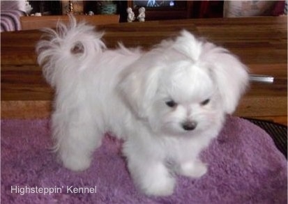 A stuffed toy looking, soft, white Maltese puppy standing on a purple mat looking down.