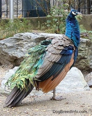 A colorful and fluffy Peacock is standing on top of a rock and it is looking to the right.