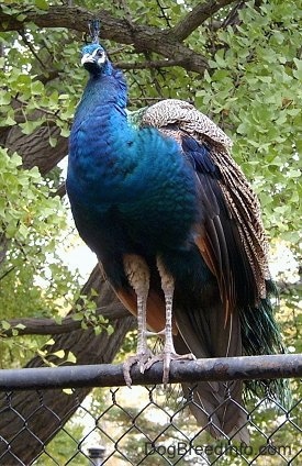 A colorful and puffed out Peacock is standing on a fence and it is looking forward.