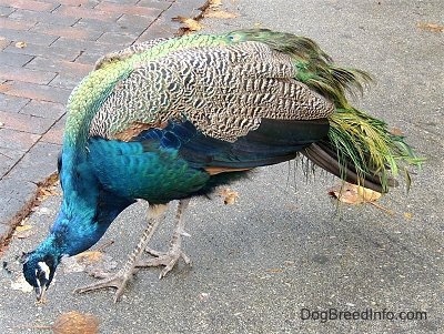 A colorful Peacock is pecking at the ground.