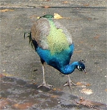 A colorful Peacock is pecking at a wet leaf on the ground.