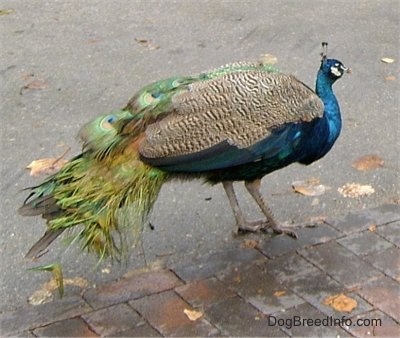 Right Profile - A colorful Peacock is standing in a road and it is looking to the right.