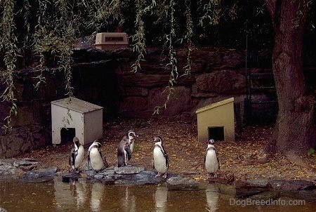 A Group of Penguins standing pondside on rocks