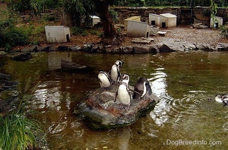 Four Penguins on a rock in the middle of a pond with Penguin homes in the background
