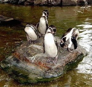 Close Up - Four Penguins on a rock in the middle of a pond
