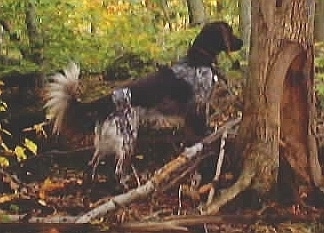 The back right side of a brown and white Small Munsterlander that is standing in a heavily wooded area and it is looking to the right. There is a tree in front of it.