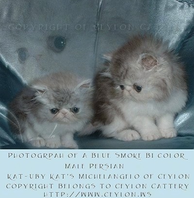 Two Bicolor Persian Kittens are sitting on a leather couch. There is a picture of one of the kittens blended into the top part of the couch. 'Photograph of a Blue Smoke Bi Color Male Persian Kat-Uby Kat's Michelangelo of Ceylon Copyright Belongs to Ceylon Cattery htt://www.ceylon.ws' are overlayed at the bottom third of the photo