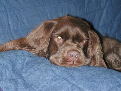 Close up head shot - A brown Sussex Spaniel dog laying down across a blue blanket that is placed on top of a couch.