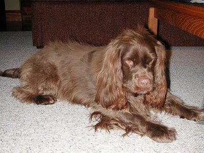 The front right side of a brown Sussex Spaniel that is laying across a carpet. It is looking down and forward. It has long hair on its long drop ears and fringe hair on its legs and under belly, a brown nose and brown eyes.