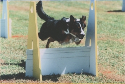 Dandy the English Shepherd is jumping over a hurdle in an agility course