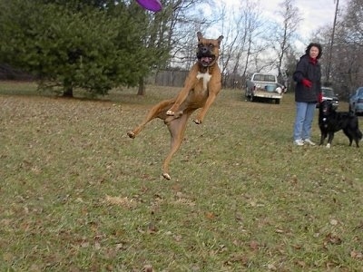 Gable the Boxer is jumping up in a field to catch a purple Frisbee. There is a person and a black dog in the background watching Gable, who is way up in mid-air