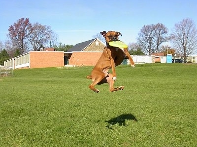 Gable the Boxer is jumping up way off the ground in a field with a school building behind him to catch a light green Frisbee