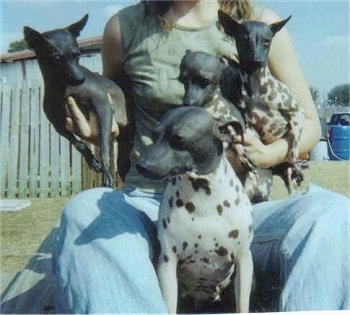 Four American Hairless Terriers are in sitting in the lap of a person on a lawn