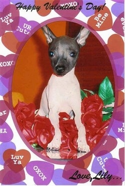 A white with gray American Hairless Terrier puppy is surrounded by flowers with words over the top that say 'Happy Valentines Day'