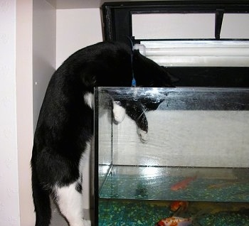 Garfield the black and white cat reaching his paws down into a fish tank
