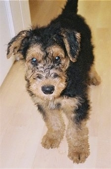 A black with tan Airedale Terrier puppy is standing on a hardwood floor and it is looking forward.