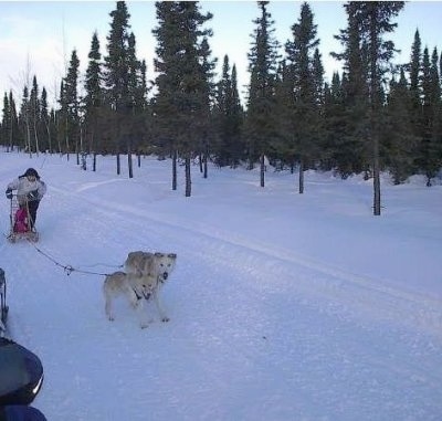 Two Alaskan Huskies are pulling a sled across a snoy terrain.