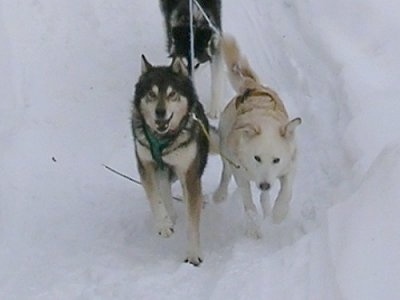 Two Alaskan Huskies are pulling a sled along a snow path