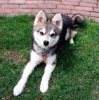 The front right side of a black with white Alaskan Klee Kai that is laying on grass with a brick sidewalk behind it.