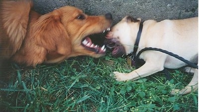 Close up - A brown Golden Retriever and a tan with black Pug are biting at each other. They are standing in grass and there is a stone wall behind them. The larger dog has its mouth over the smaller dog's head.