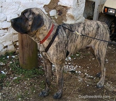The left side of a brindle American Mastiff that is standing next to a barn and there is a golf cart behind it.