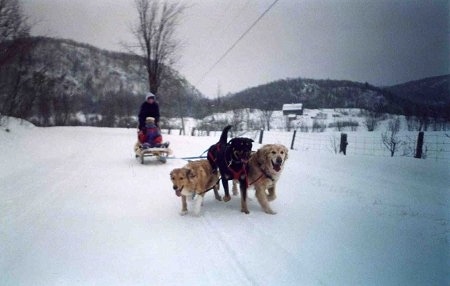 A team of dogs pulling a sled with a person on it