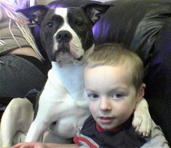 A white with black American Bulldog is sitting on a couch with a child and a lady. The American Bulldog has its paw around the child's shoulder