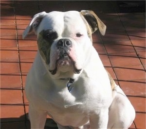 American Bulldog Dog Breed Pictures, 3