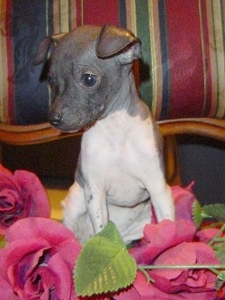 A gray and white American Hairless Terrier Puppy is sitting behind a bunch of flowers, it is looking down and to the left.