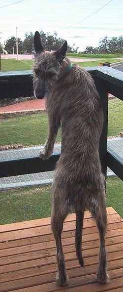 A Kangaroo dog is jumped up at a railing on a porch