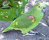 The right side of a green with some pink and yellow Amazon Parrot that is standing on a rock and looking forward.