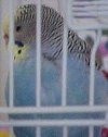 A White with black striped Parakeet is standing on a bar inside of a cage and it is looking down and to the left.