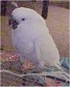 A white Cockatoo is standing on the back of a cage and it is looking to the left.