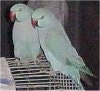Two Indian Ringneck birds are standing on a cage and they are looking to theleft.