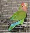 A green with black, red and blue Lovebird is standing on the side of a cage looking up.