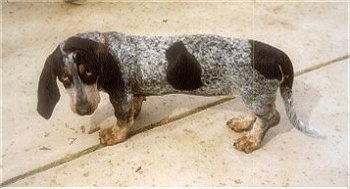 Greta the Basset bleu de Gascogne as a puppy standing on a sidewalk