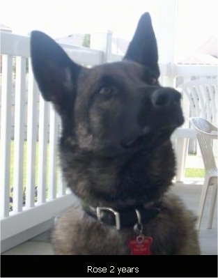 Rose the Belgian Malinois sitting on a porch with looking up with the words 'Rose 2 years' overlayed