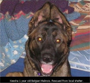 Keesha the Belgian Malinois laying on a bed with the words 'Keesha 1 year old Belgian Malinois. Rescued from local shelter'