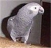 An African Grey Parrot is standing on the back of a couch and its head is turned to the right.
