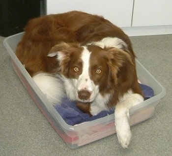 Jade the Red and White Border Collie laying in a clear plastic bin