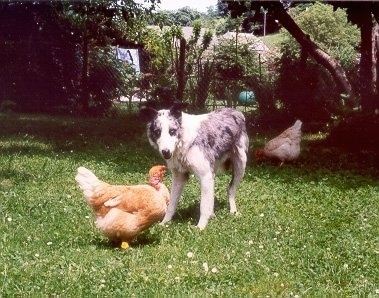 Jilly the Border Collie standing in between two chickens