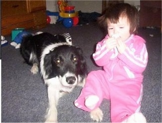 Zola the Border Collie laying next to a sitting baby with toys in the background