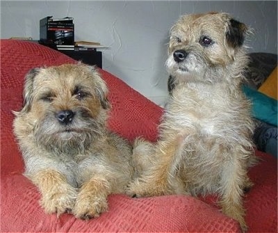 Vera the Border Terrier laying in a beanbag chair next to Graham the Border Terrier